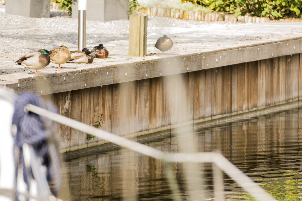 Eenden rustend op een houten kade langs het water, nabij een aanlegsteiger.