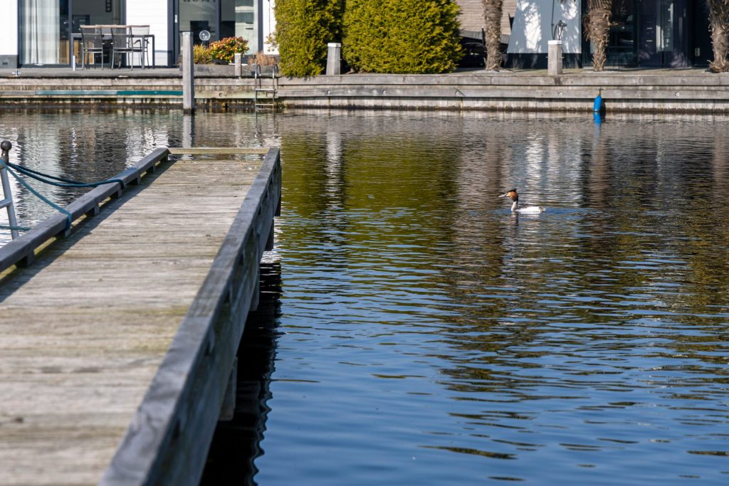 Houten aanlegsteiger aan rustig water met zwemmende eend, omgeven door groene beplanting.